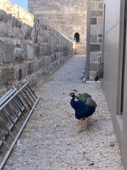 IMG 0672